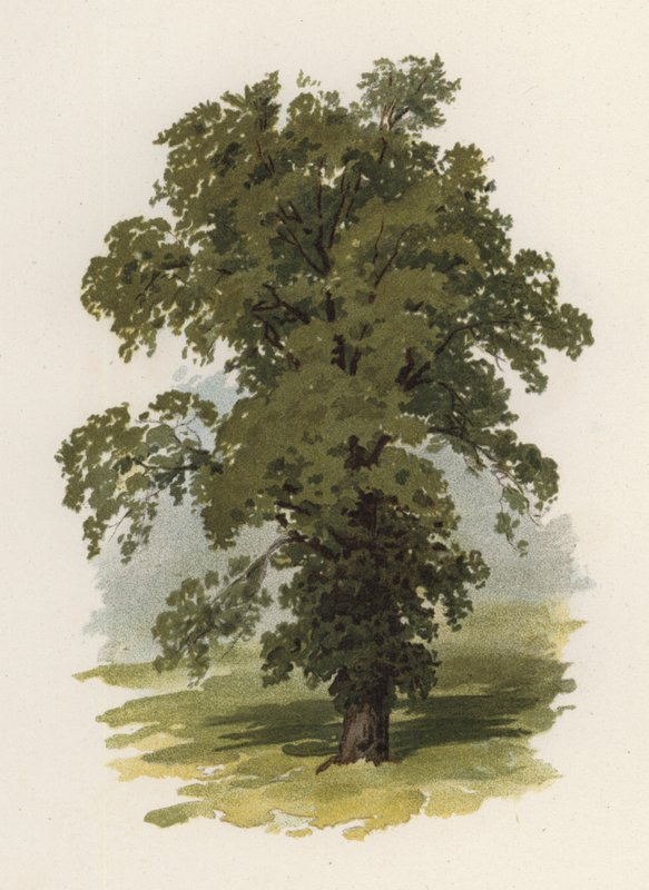 Trees: The Elm by William Henry James (after) Boot