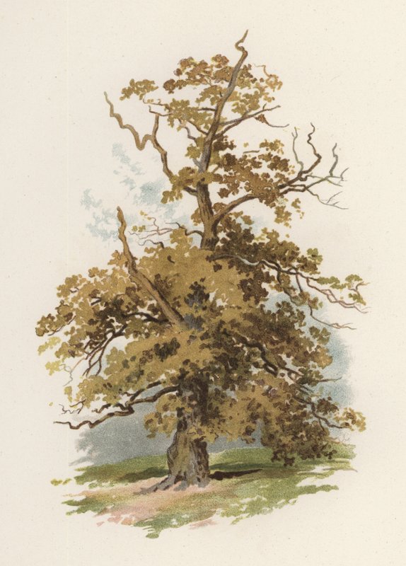 Trees: The Oak by William Henry James (after) Boot