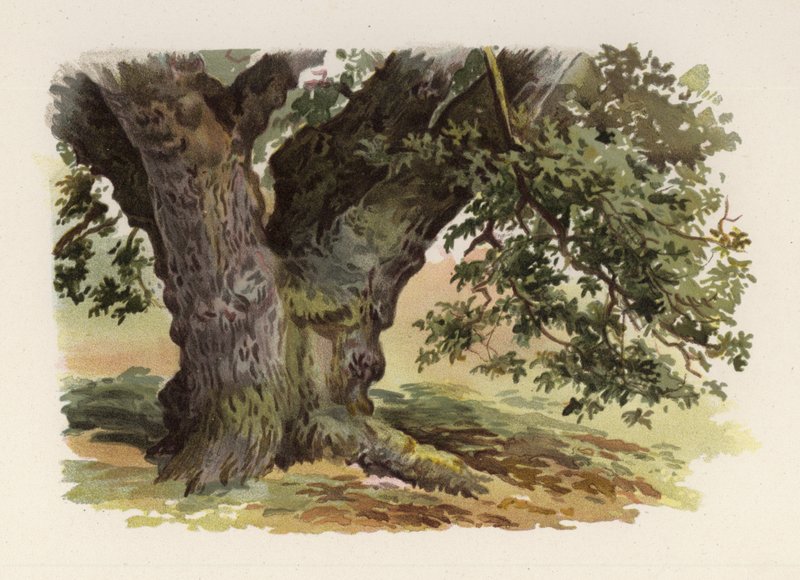 Trees: The Oak by William Henry James (after) Boot