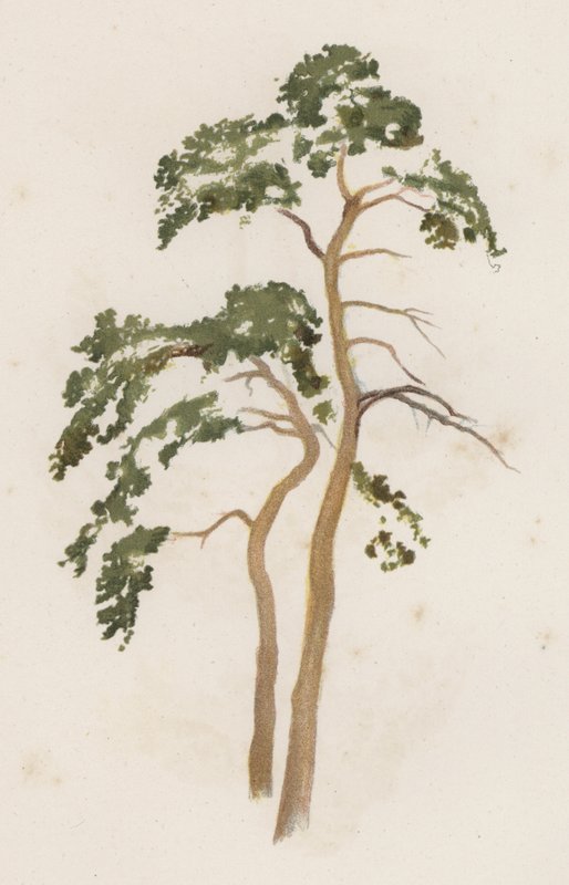 Trees: The Scotch Fir by William Henry James (after) Boot