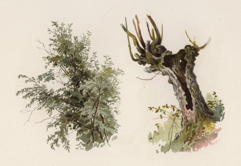 Trees: The Willow by William Henry James (after) Boot
