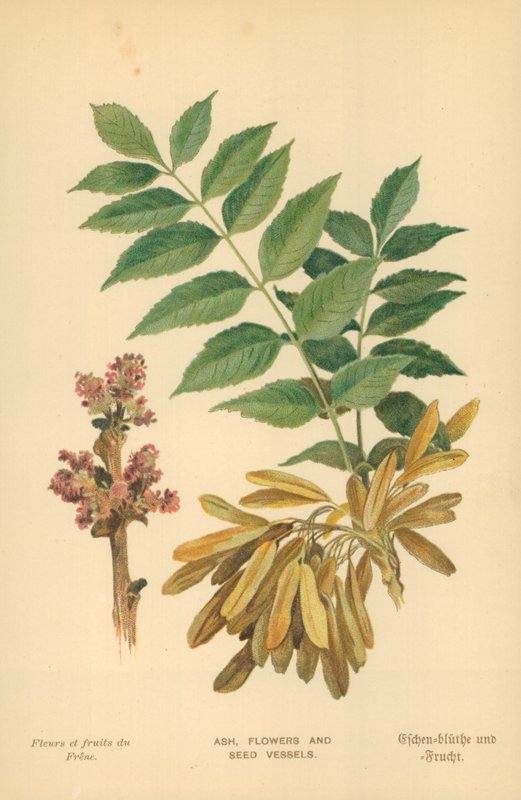 Ash, Flowers and Seed Vessels by William Henry James Boot