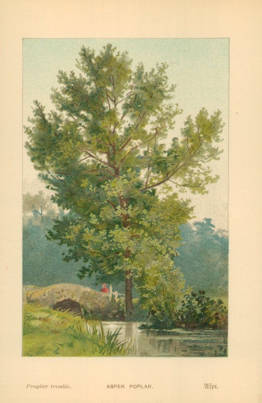 Aspen Poplar by William Henry James Boot