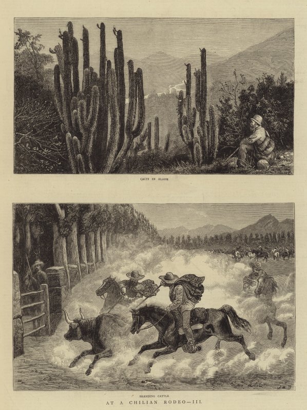At a Chilian Rodeo, III by William Henry James Boot
