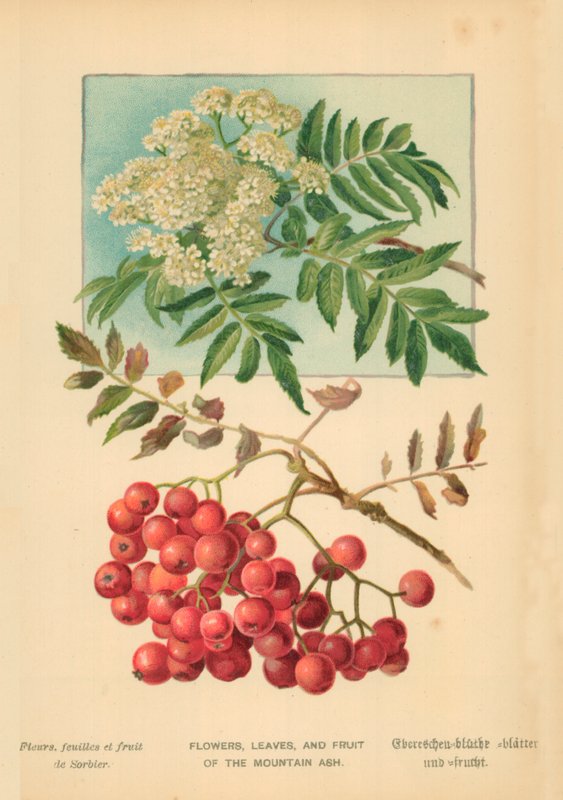 Flowers, Leaves, and Fruit of the Mountain Ash by William Henry James Boot