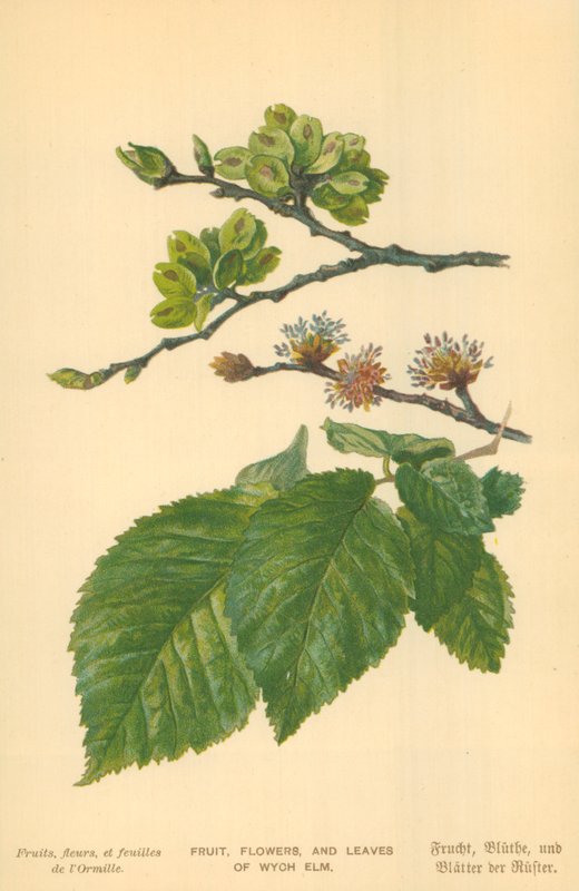 Fruit, Flowers, and Leaves of Wych Elm by William Henry James Boot