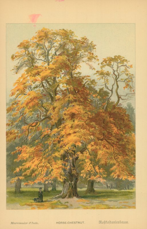 Horse-Chestnut by William Henry James Boot