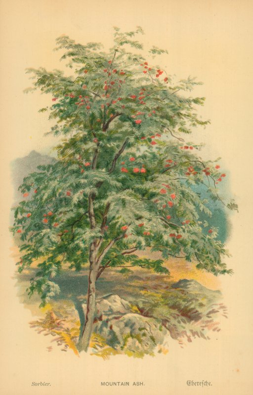 Mountain Ash by William Henry James Boot