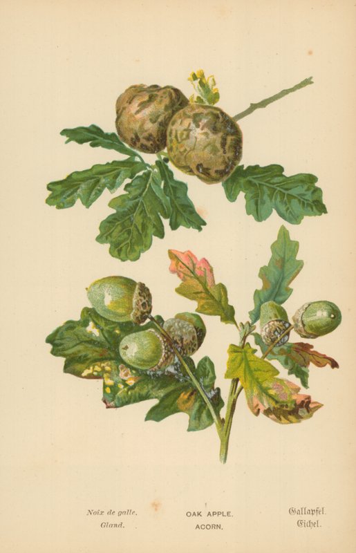 Oak Apple. Acorn by William Henry James Boot