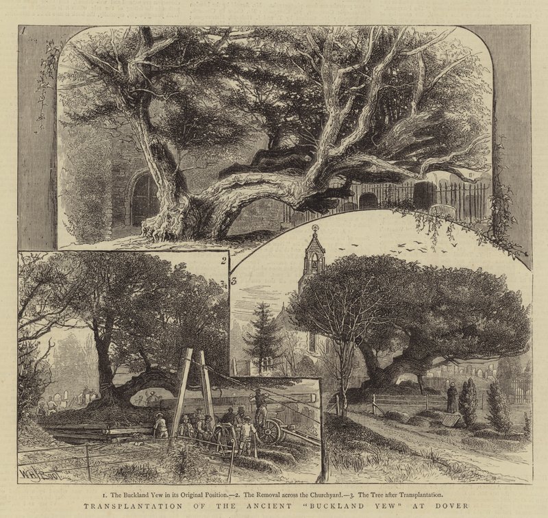 Transplantation of the Ancient Buckland Yew at Dover by William Henry James Boot