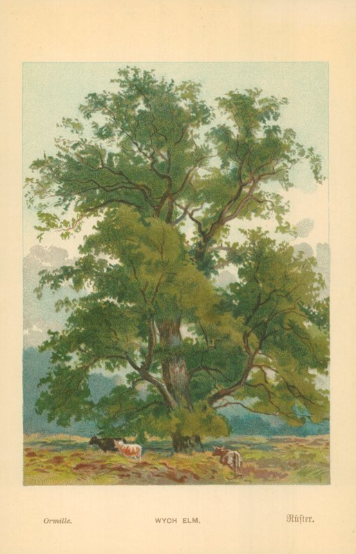 Wych Elm by William Henry James Boot