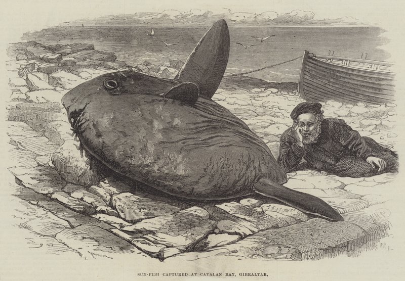 Sun-Fish captured at Catalan Bay, Gibraltar by William Henry Pike
