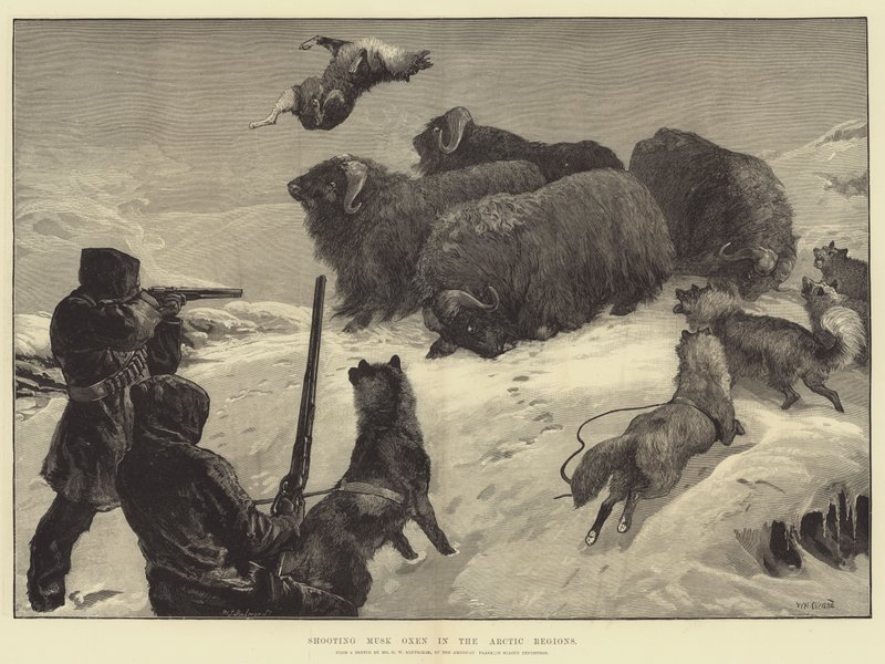 Shooting Musk Oxen in the Arctic Regions by William Heysham Overend