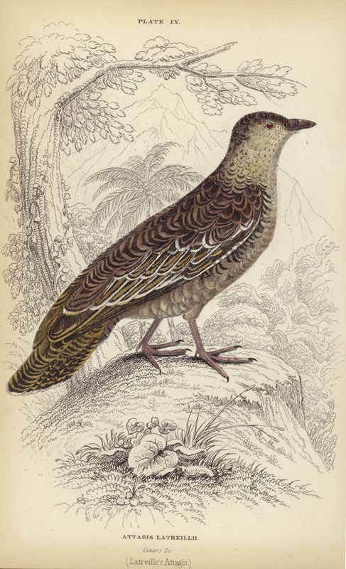 Attagis Latreillii by William Home Lizars
