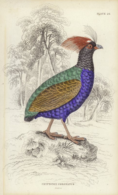 Cryptonix Coronatus by William Home Lizars