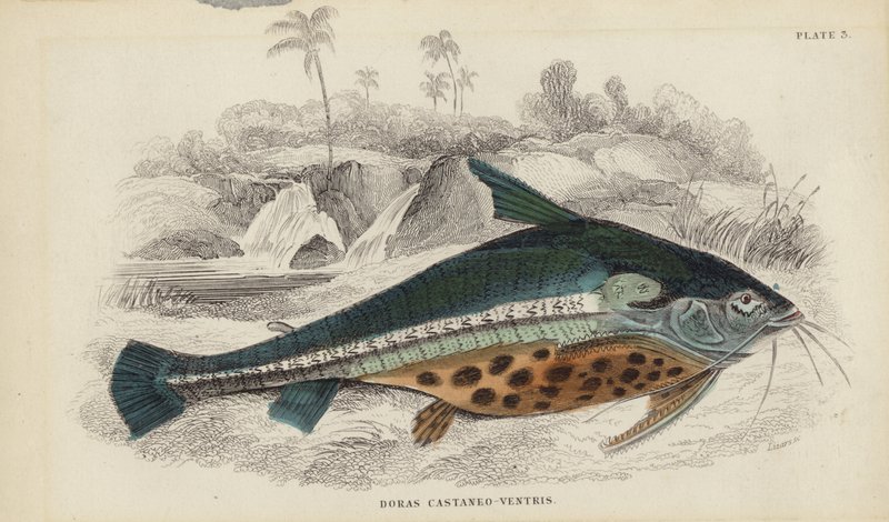 Doras Castaneo-Ventris by William Home Lizars