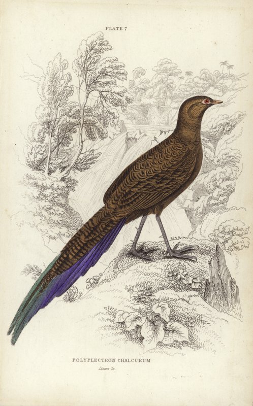 Polyplectron Chalcurum by William Home Lizars