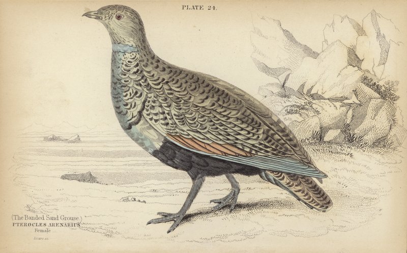 The Banded Sand Grouse by William Home Lizars