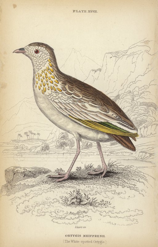 The White-spotted Ortygis by William Home Lizars