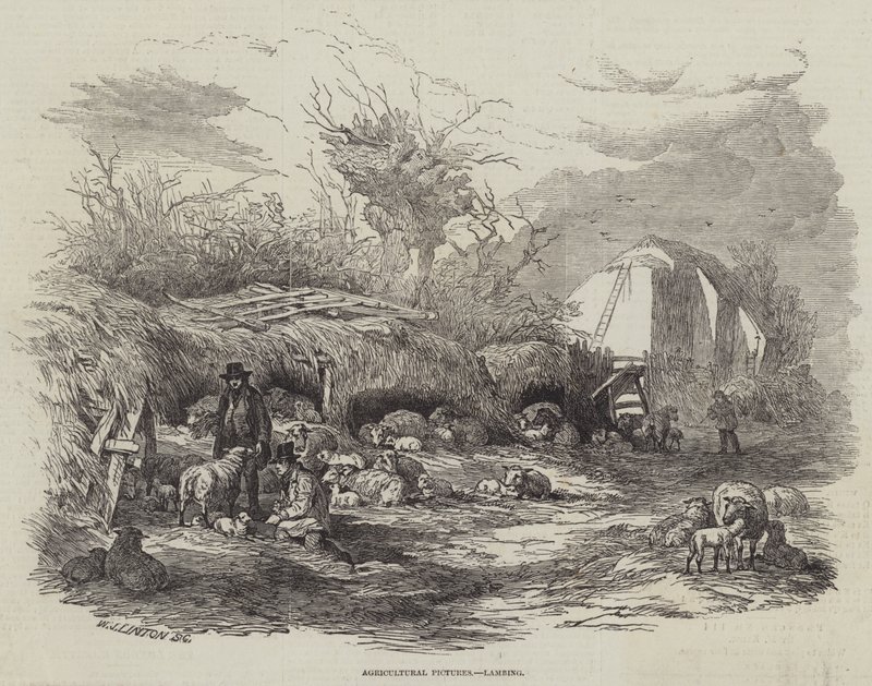 Agricultural Pictures, Lambing by William James Linton