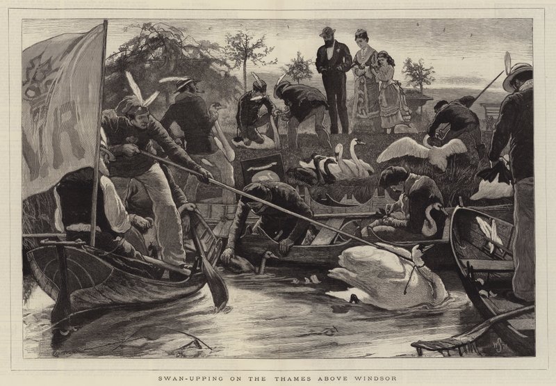 Swan-Upping on the Thames Above Windsor by William Small