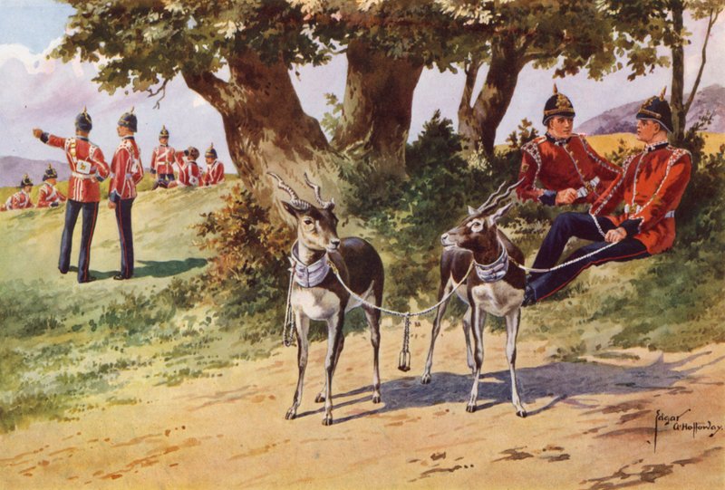 The Pet Antelopes of the Royal Warwickshire Regiment by after Edgar Alfred Holloway