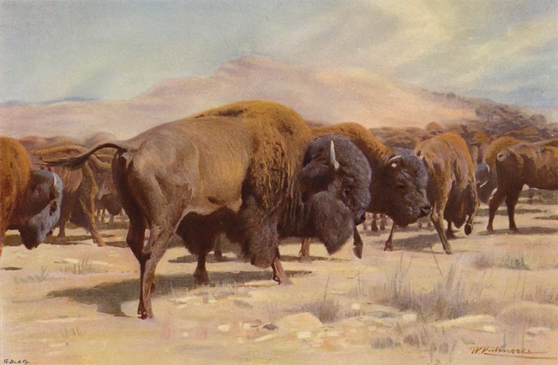 American Bison by after Wilhelm Kuhnert