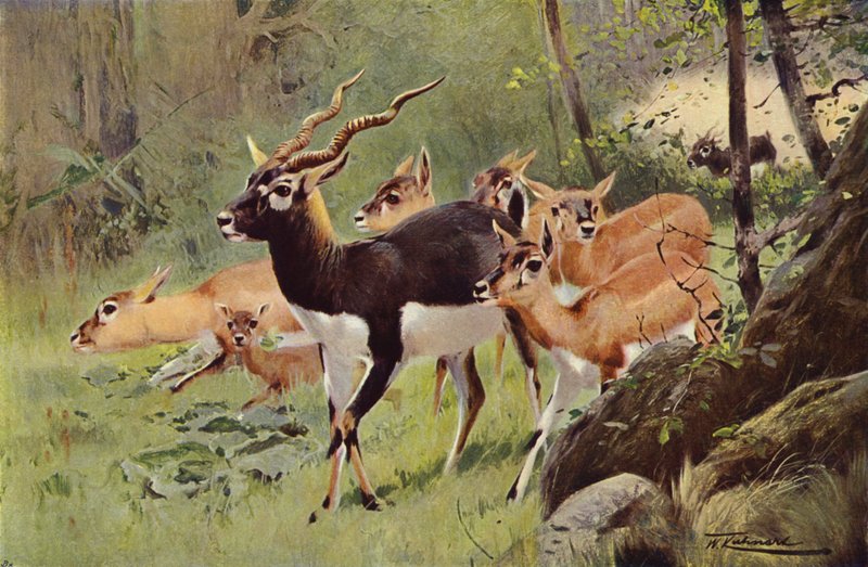 Black-Buck by after Wilhelm Kuhnert