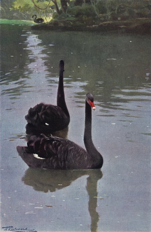 Black Swan by after Wilhelm Kuhnert