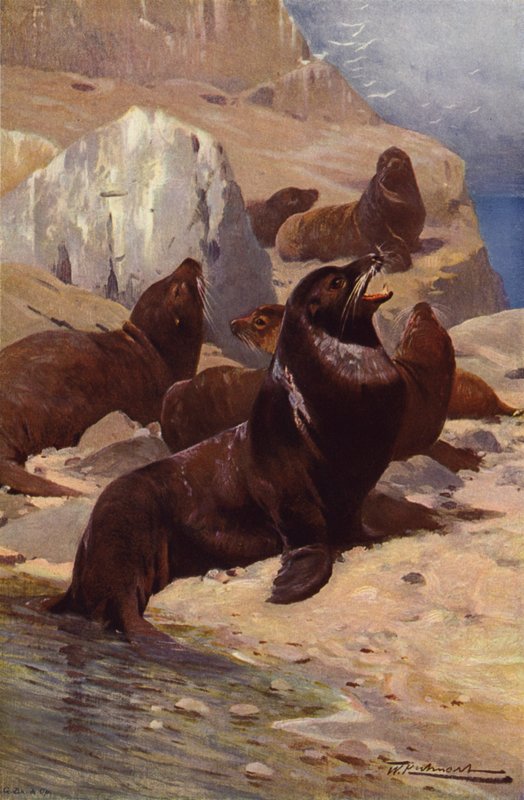 Californian Sea-Lion by after Wilhelm Kuhnert