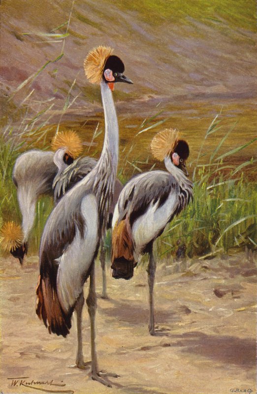 Crowned Crane by after Wilhelm Kuhnert