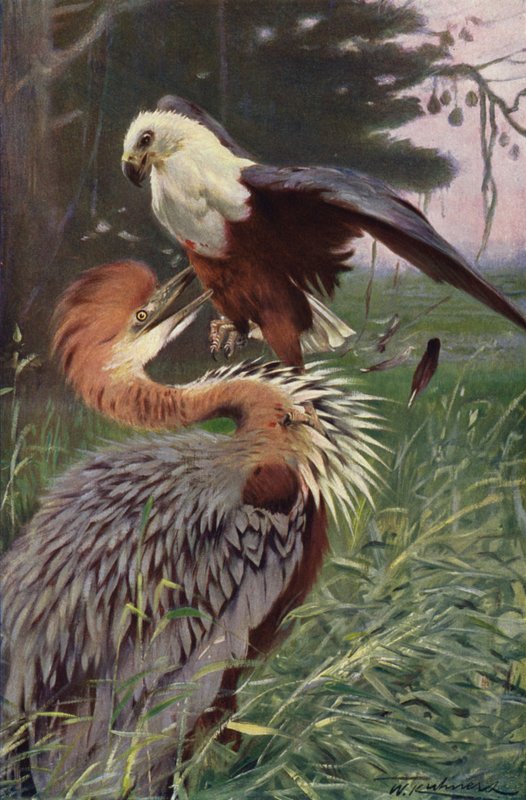 Giant Heron and Sea Eagle by after Wilhelm Kuhnert