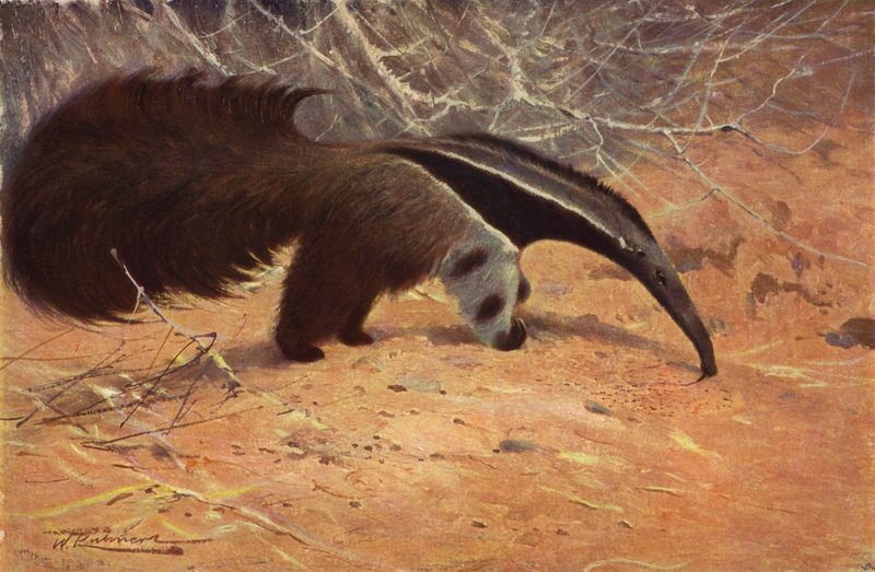 Great Ant-Eater by after Wilhelm Kuhnert