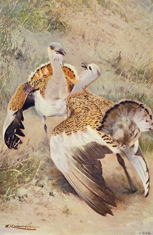 Great Bustard by after Wilhelm Kuhnert
