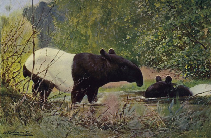Indian Tapir by after Wilhelm Kuhnert
