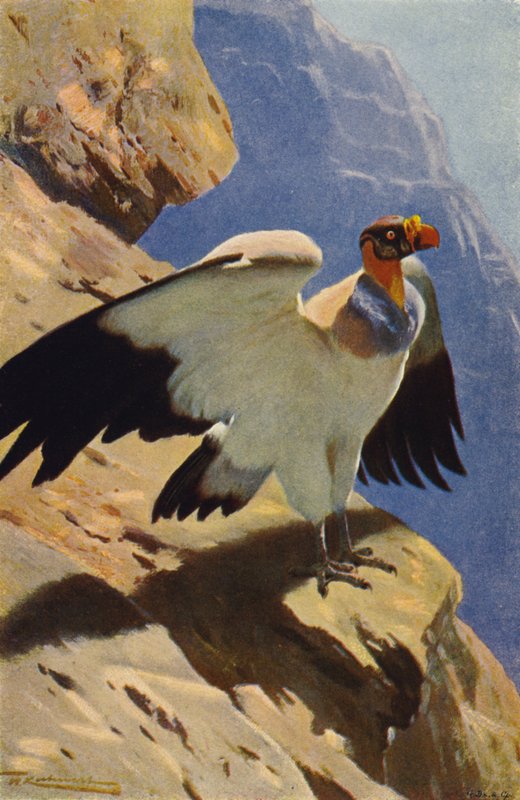 King Vulture by after Wilhelm Kuhnert