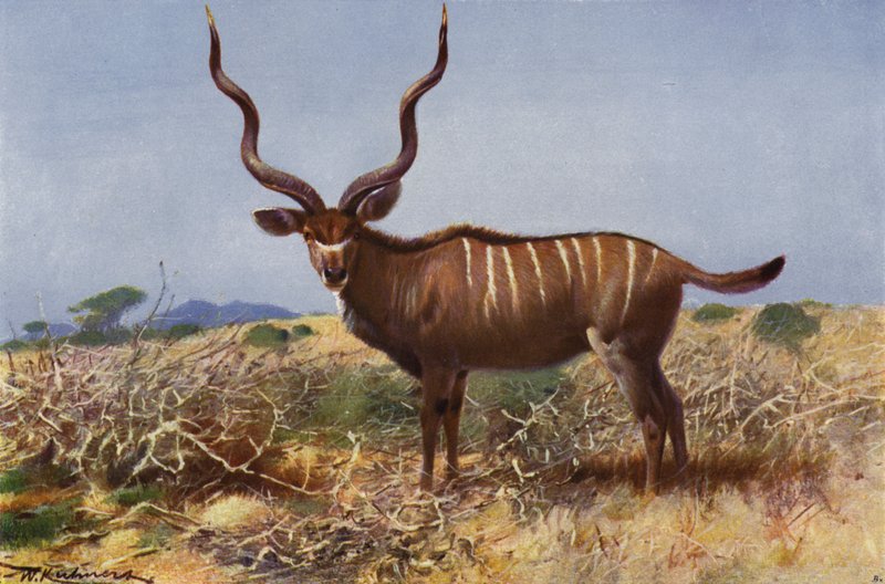 Kudu by after Wilhelm Kuhnert