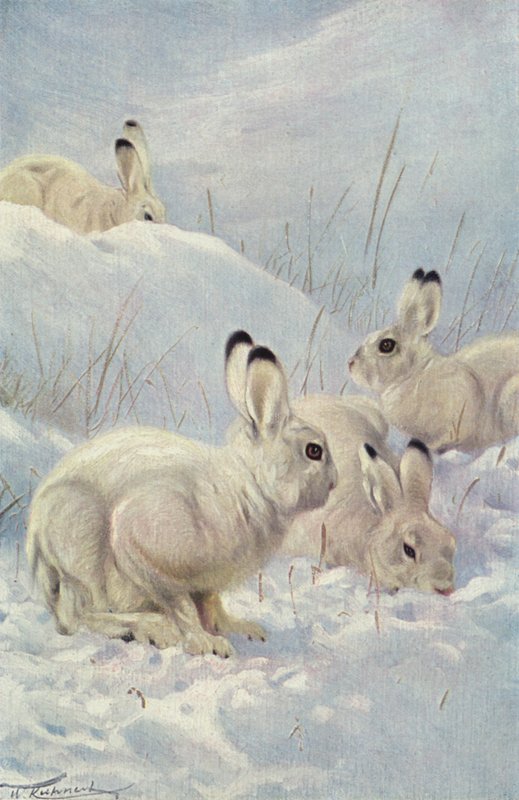 Mountain Hare by after Wilhelm Kuhnert