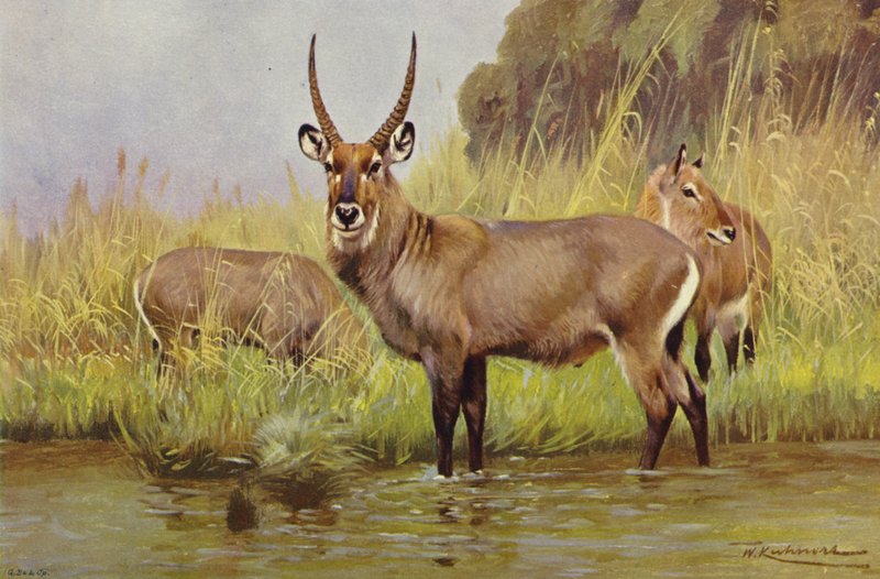 Waterbuck by after Wilhelm Kuhnert