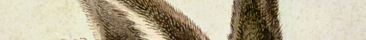 Young Hare (Albrecht Dürer), Detail: Aufgerichtete Ohren