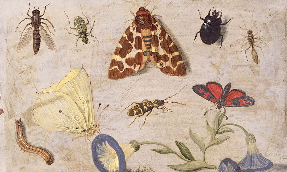 Insects