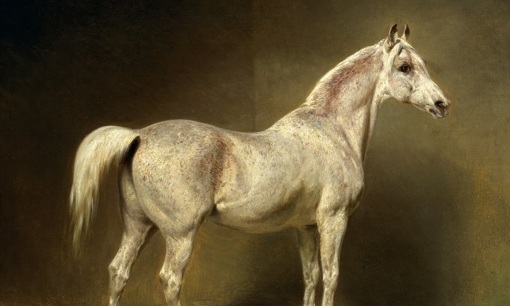 Horses