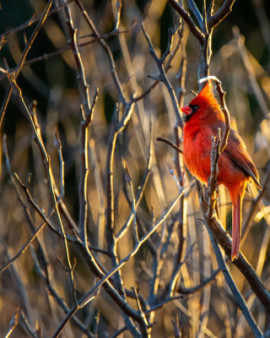 Anna Wan