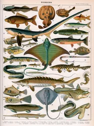 Illustration of Ocean Fish, c.1905-10