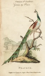 Indian peafowl or peacock