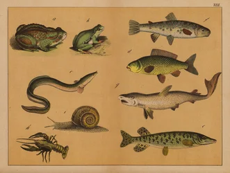 Amphibians, molluscs and fish