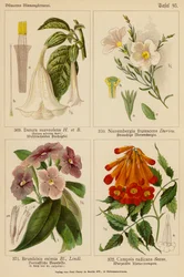 Datura Suaveolens, Nierembergia Frutescens, Brunfelsia Eximia, Campsis Radicans