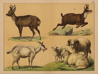 Deer, sheep and goats