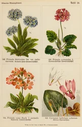 Primula Denticulata, Primula Cortusoides, Primula Rosea, Cyclamen Latifolium Cultorum