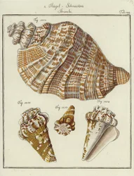 Shells